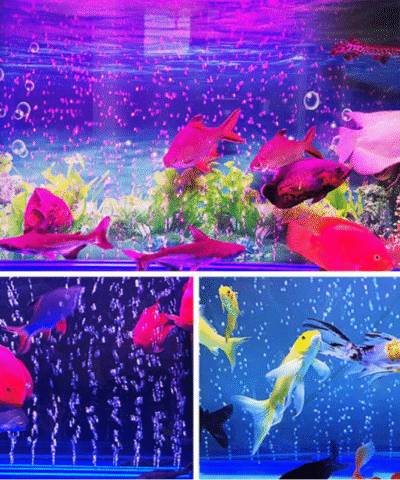 Lampe de plongée à LED pour aquarium