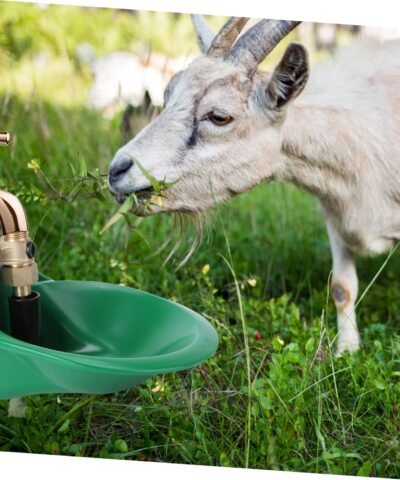 Abreuvoir automatique pour mouton Fontaine à eau automatique pour mouton